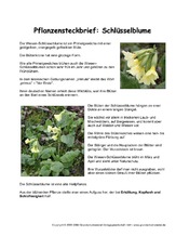 Pflanzensteckbrief-Schlüsselblume.pdf